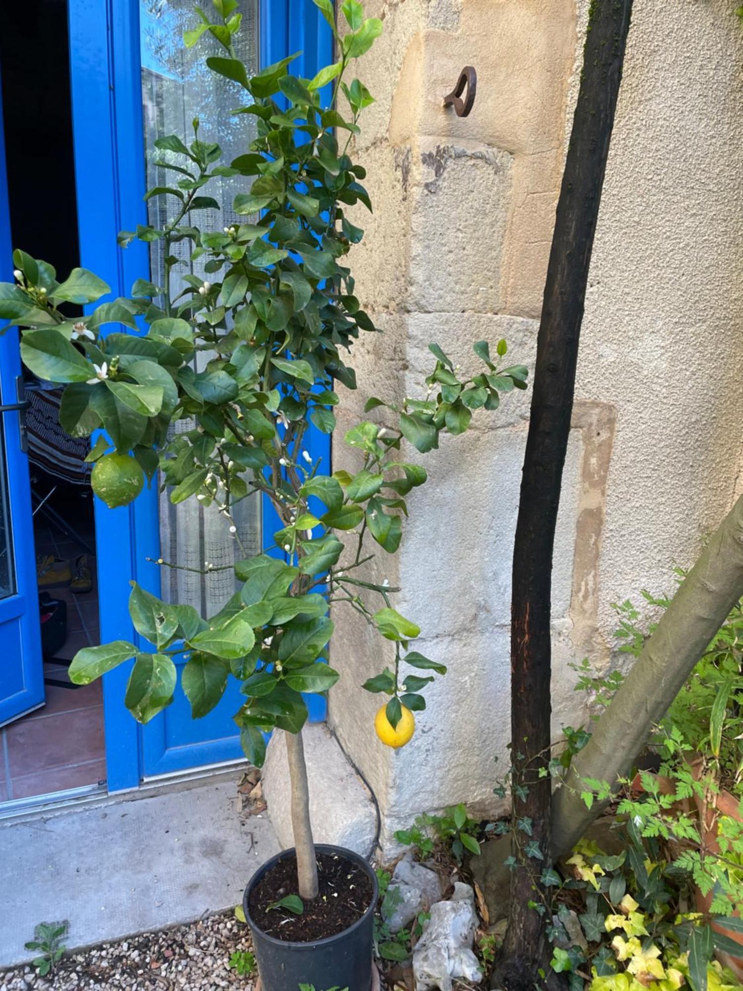 Appartement Cosy Malaucene Exterior photo